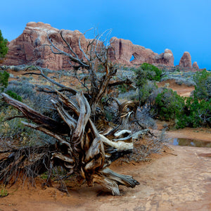 Cedarwood & Sage