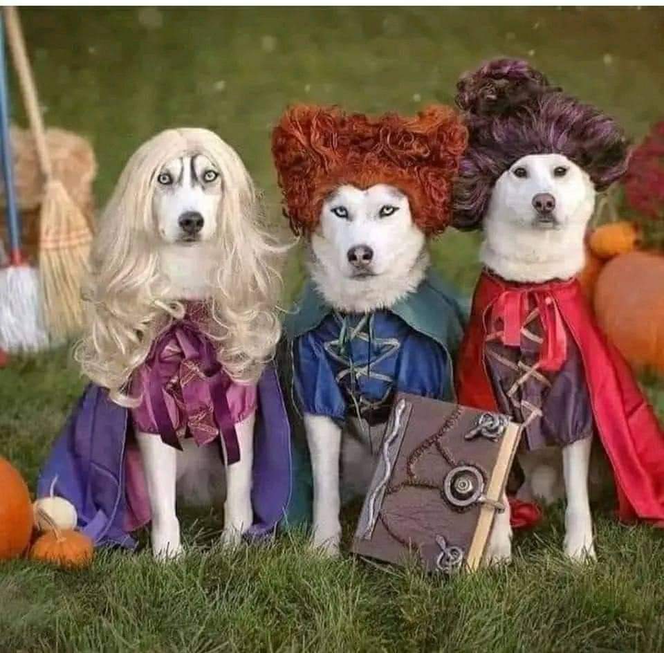 Hocus Pocus