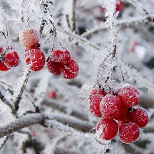 Ice Kisses & Berries